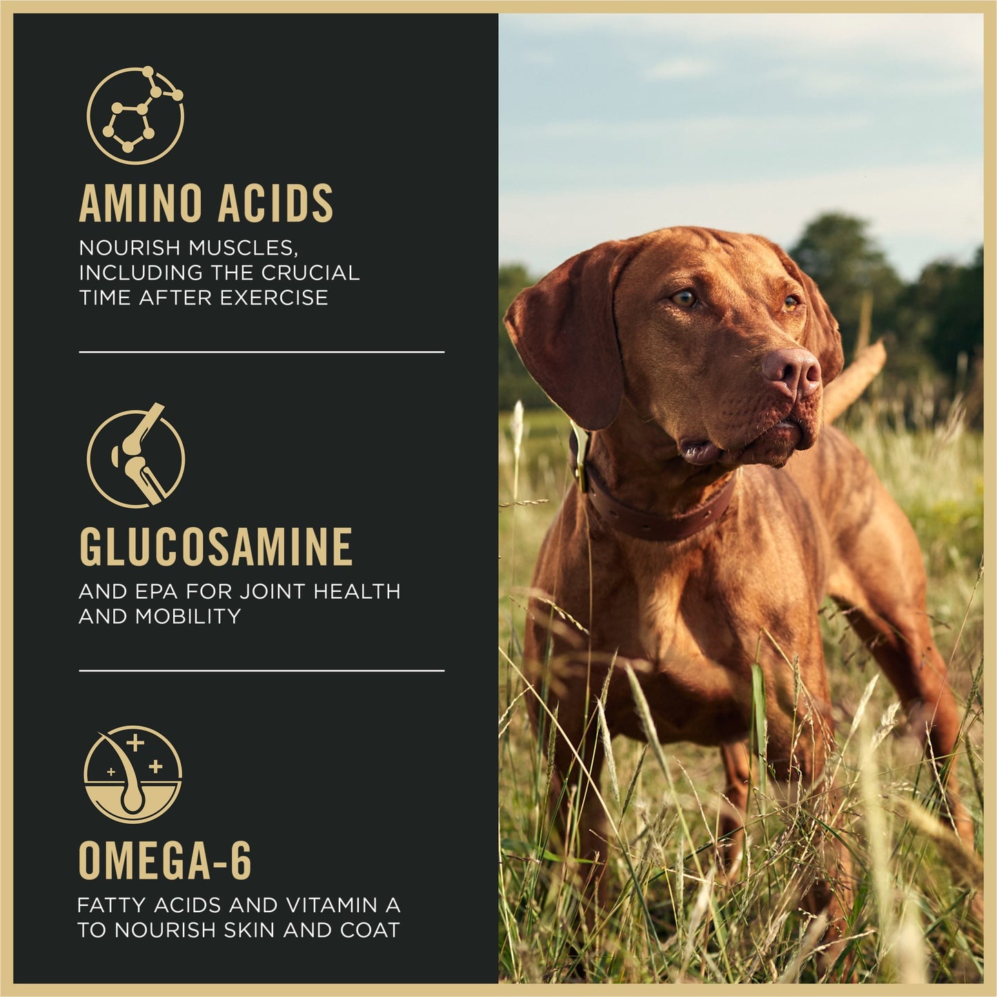 Purina Pro Plan Sport Performance 30/20 High Protein Dry Dog Food, Turkey, Duck, Quail Recipe