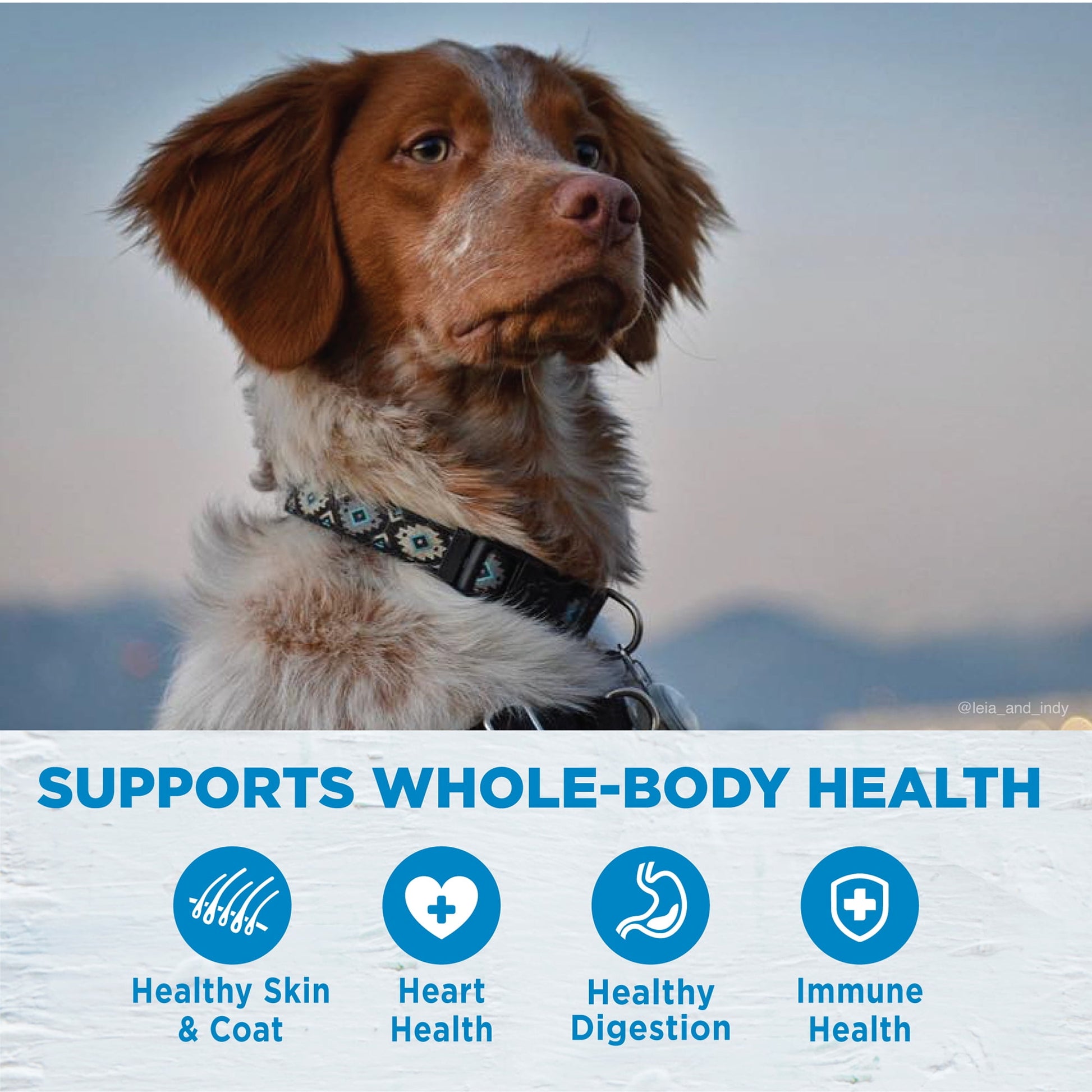 Wellness Simple Natural Grain Free Limited Ingredient Dry Dog Food, Turkey & Potato Recipe, 26lb Bag