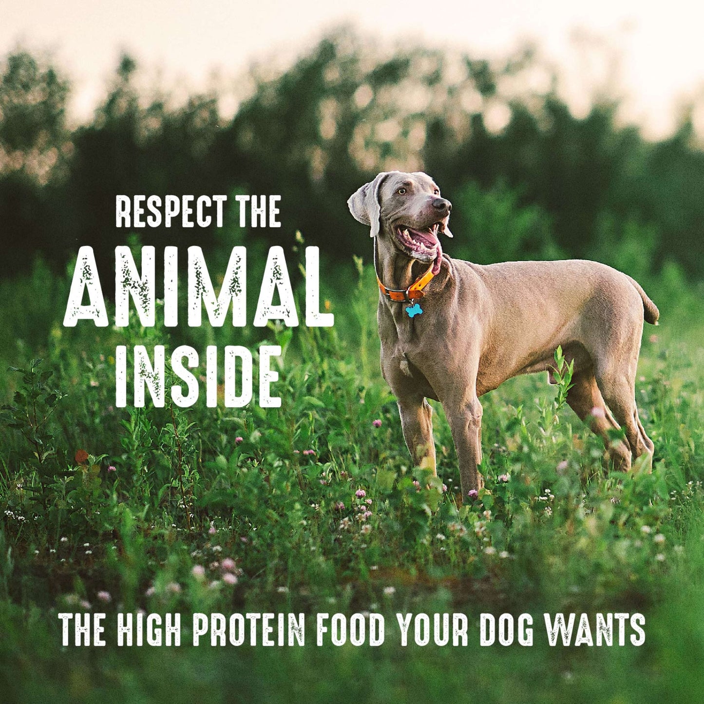 CRAVE Grain Free Adult Dry Dog Food with Protein from White Fish & Salmon, 4 lb. Bag
